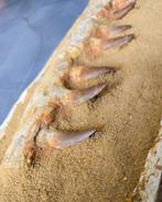 Zeereptiel - Gefossiliseerde kaak - Mosasaurus sp. - 43 cm -