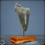 Zeer zeldzame natuurlijke Megalodon-tand met een lengte van, Verzamelen, Mineralen en Fossielen