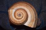 Zeeslak Zeeschelp - S-101 TONNA AMPULLACEA (Zonder, Nieuw