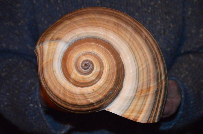 Zeeslak Zeeschelp - S-101 TONNA AMPULLACEA (Zonder, Verzamelen, Dierenverzamelingen