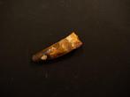 Spinosaurus - Fossiele tand - Spinosaur Aegyptiacus - 6.1 cm, Verzamelen, Mineralen en Fossielen