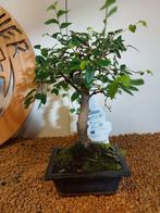 Japanese iep bonsai (Zelkova) - Hoogte (boom): 23 cm -