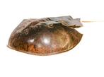 Degenkrab Skelet - extra großer Limulidae sp.  Sammlerstück, Verzamelen, Nieuw