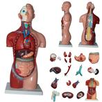 Anatomie model torso met organen, 18-delig, 42 cm, Nieuw, Verzenden