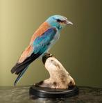 Scharrelaar Taxidermie Opgezette Dieren By Max, Ophalen of Verzenden, Nieuw, Vogel, Opgezet dier