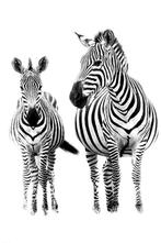 Marco Simoni - “200 stripes” - XL, Antiek en Kunst, Kunst | Designobjecten