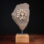 fossiel van Echinide - Gefossiliseerde schelp -, Verzamelen, Nieuw