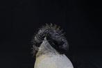 Doornige trilobiet - Gefossiliseerd dier - Droptops armatus