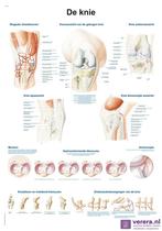 Anatomie poster kniegewricht (Nederlands/Latijn, papier,..., Nieuw