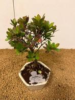 Azalea bonsai (Rhododendron) - Hoogte (boom): 19 cm - Diepte