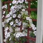 Clematis ‘Miss Bateman - 60-80 cm, Tuin en Terras, Planten | Tuinplanten, Ophalen of Verzenden