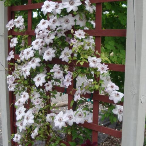 Clematis ‘Miss Bateman - 60-80 cm, Tuin en Terras, Planten | Tuinplanten, Ophalen of Verzenden