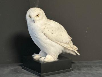 Sneeuwuil Taxidermie volledige montage - Bubo scandiacus - beschikbaar voor biedingen