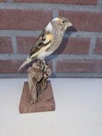 Bonte kanarie Taxidermie volledige montage - Serinus canaria, Nieuw