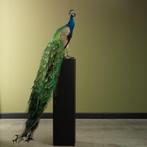 Blauwe Pauw Taxidermie Opgezette Dieren By Max, Verzamelen, Dierenverzamelingen, Ophalen of Verzenden, Nieuw, Vogel, Opgezet dier