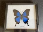 Vlinder Taxidermie volledige montage - Papilio blumei - 17.5, Antiek en Kunst, Curiosa en Brocante