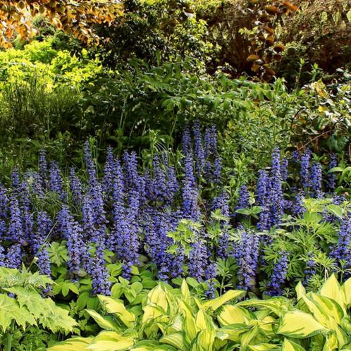 Ajuga reptans Atropurpurea - Potmaat 9x9 cm, Tuin en Terras, Planten | Tuinplanten, Ophalen of Verzenden