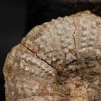 gefossiliseerde zee-egel met kenmerkende schelpplaten en