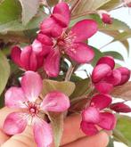 Malus bonsai (Malus sargentii) - Hoogte (boom): 35 cm -