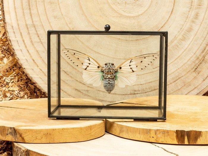 Cicade Taxidermie volledige montage - Ayuthia specabile - 11, Antiek en Kunst, Curiosa en Brocante