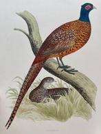 Beverley R. Morris - British Game Birds and Wildfowl - 1889