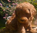 Moederdag dreamDoodletjes/Labradoodle pups, Parvo, Nederland, Overige rassen, 8 tot 15 weken