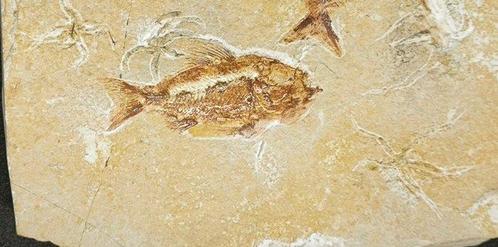 Vis - Fossiele plaatmatrix - Diverse Pesci Fossili, Verzamelen, Mineralen en Fossielen