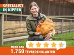 Jonge Plymouth Rock krielen in verschillende kleuren!, Dieren en Toebehoren, Pluimvee, Vrouwelijk, Kip