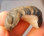Fossiel - Fossiel skelet - Phacops - 5 cm (Zonder, Verzamelen, Mineralen en Fossielen