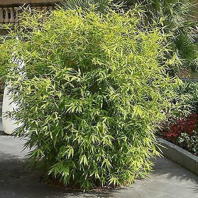 Bamboe Fargesia rufa € 10,- ps, woekert niet, Tuin en Terras, Planten | Bomen, Ophalen of Verzenden