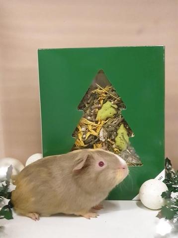 De KERST SHOP voor iedere cavia konijn liefhebber ! beschikbaar voor biedingen