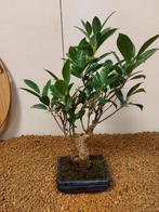 Vijgenboom bonsai (Ficus) - Hoogte (boom): 34 cm - Diepte