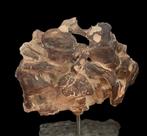 Fossiel skelet - plesiosaur - 48 cm - 43 cm, Verzamelen, Mineralen en Fossielen