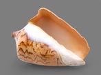 Natuurlijke Conchiglia Cymbola Nobilis - Met met de hand, Nieuw
