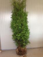 Thuja Occidentalis Brabant haag met kluit/pot!, Tuin en Terras, Planten | Bomen, Bloeit niet, Halfschaduw, Overige soorten