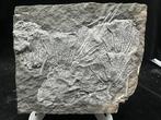 Zeelelie - Fossiele matrix - Crinoidea - 21 cm - 17 cm, Verzamelen, Mineralen en Fossielen
