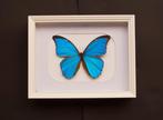 Vlinder Taxidermie volledige montage - Morpho didius met