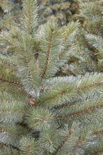 Triumph Tree Forest Frosted Kunstkerstboom - H185 x Ø130 cm, Verzenden, Nieuw