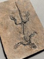 Reptiel - Fossiele plaatmatrix - Barasaurus besairiei - 31