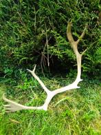 Rendier Hoorns - Rangifer torandus - 37 cm - 6 cm - 93 cm -, Verzamelen, Dierenverzamelingen, Nieuw