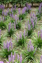 Leliegras Liriope muscari Moneymaker Pot