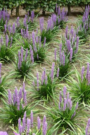 Leliegras Liriope muscari Moneymaker Pot beschikbaar voor biedingen