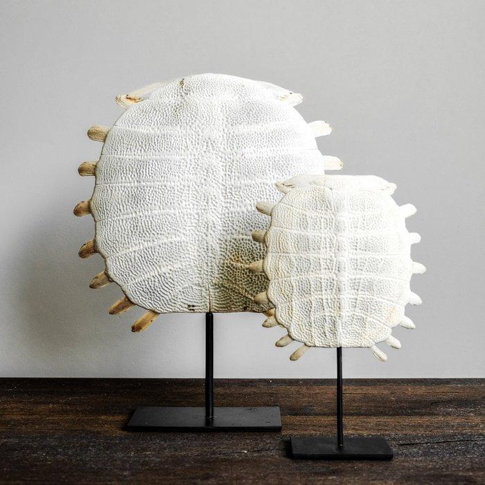 Geen veilingbod - Chinese softshellschild in een op maat, Antiek en Kunst, Kunst | Designobjecten