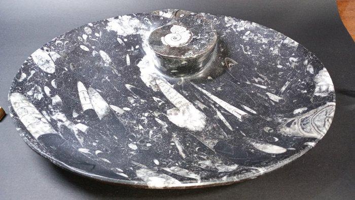 Ammoniet - Fossiele sterfteplaat - Plato Orthoceras y, Verzamelen, Mineralen en Fossielen