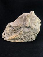 Dinosaurus - Fossiele schedel - rare Jeholosaurus skull, Verzamelen, Mineralen en Fossielen