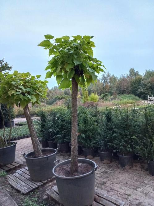 Catalpa bignonioides Nana bolcatalpa, Tuin en Terras, Planten | Bomen, Ophalen