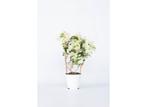 Bougainvillea op rek - wit, Verzenden