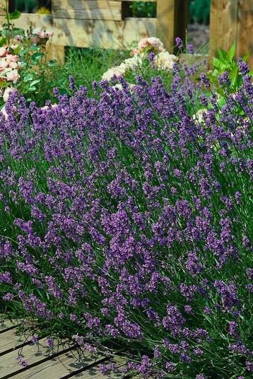 Lavendel Lavandula angustifolia Munstead Pot