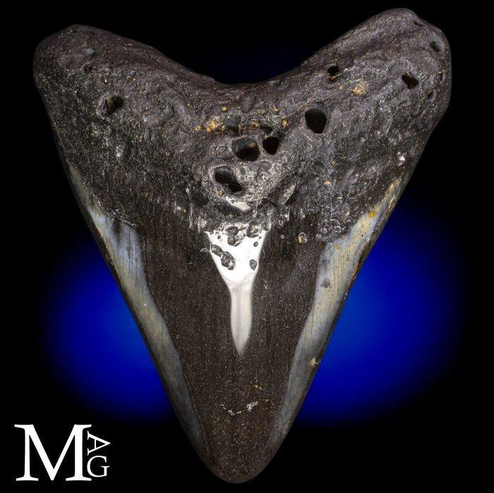 Fossiele Megalodon Tand – Miocene – Pliocene (ca. 23 – 3,6, Verzamelen, Dierenverzamelingen