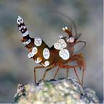 Thor Amboinensis (Sexy Shrimp), Dieren en Toebehoren, Ophalen of Verzenden, Nieuw